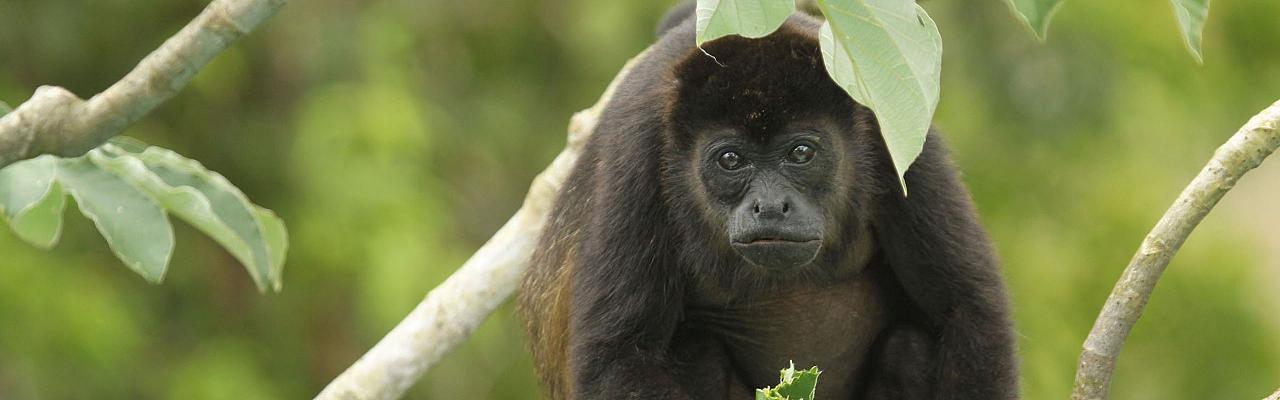 Black Howler Monkey, Belize, Belize Nature Tour, Belize Birding Tour, Winter Belize Tour, Naturalist Journeys