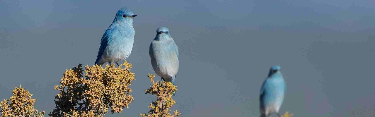 Mountain Bluebirds, Bandelier National Park