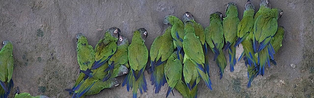 Dusky-headed Parakeets, Clay Lick, Ecuador, Ecuador Birding Tour, Ecuador Nature Tour, Cuenca, Quito, Naturalist Journeys
