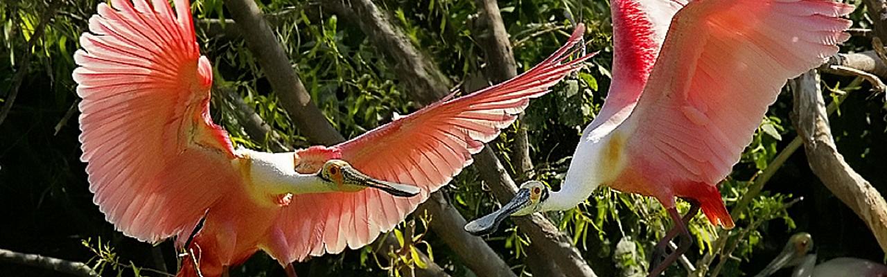 Roseate Spoonbill, South Texas, South Texas Nature Tour, South Texas Birding Tour, Naturalist Journeys