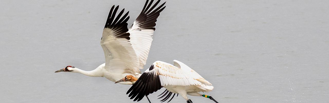 Whooping Crane, South Texas, Texas Birding Tour, Texas Bird Watching Tour, Texas Nature Tour, Naturalist Journeys