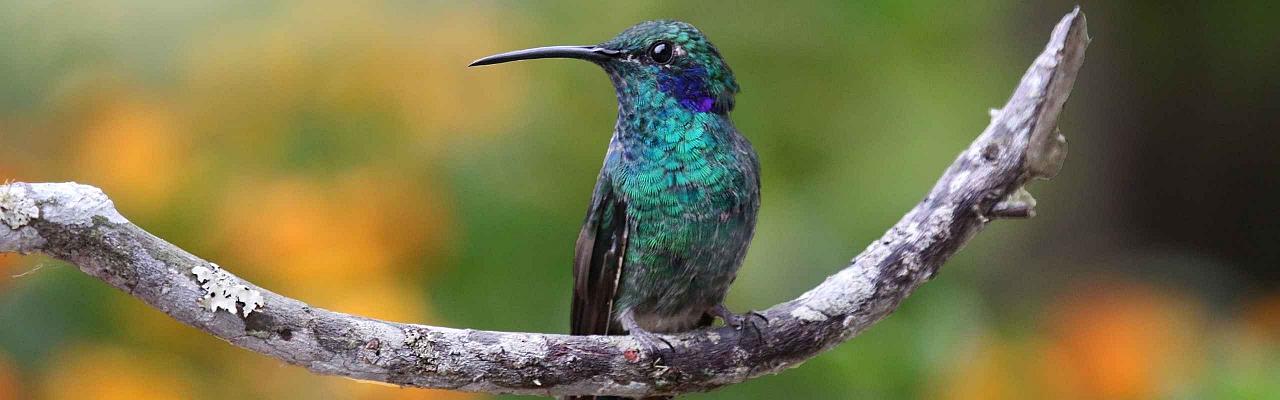 Sparkling Violetear, Hummingbird, Columbia Nature Tour, Naturalist Journeys