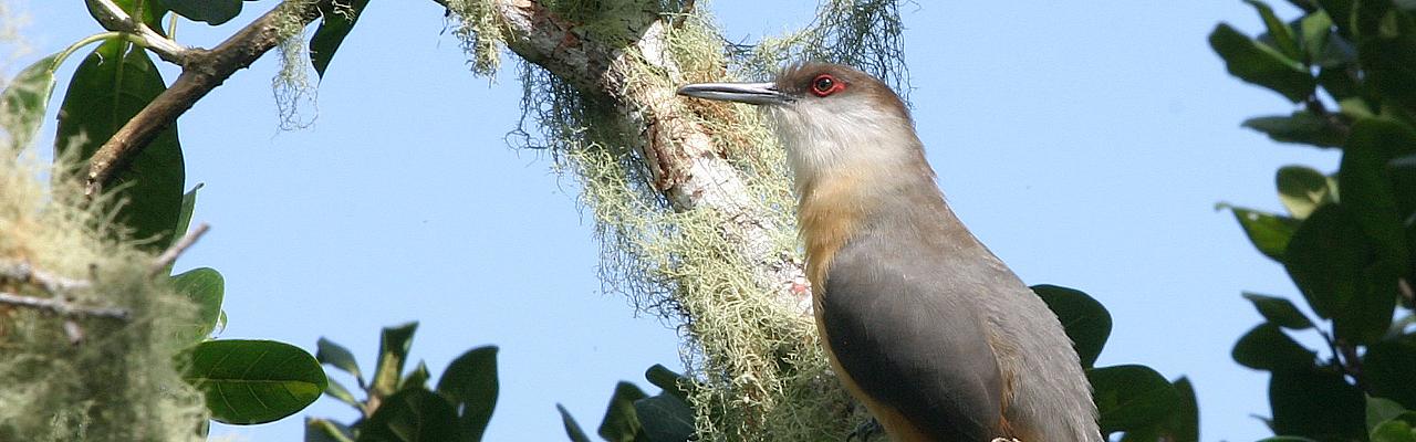 Lizard Cuckoo, Jamaica Birding Tour, Jamaica Nature Tour, Birdwatching in Jamaica, Naturalist Journeys