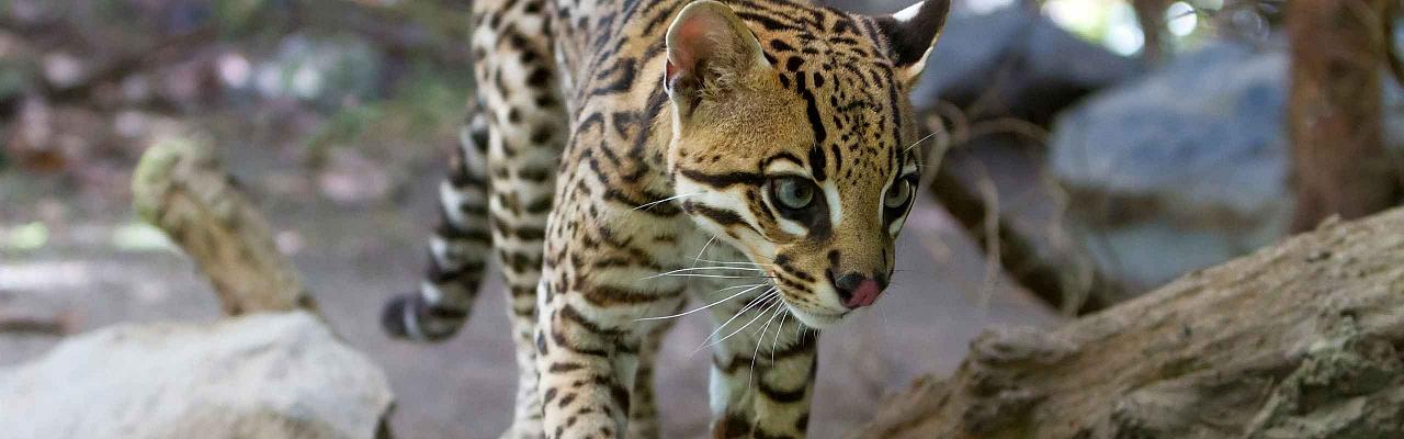Margay, Belize Nature Tours, Naturalist Journeys, Guided Nature Tour