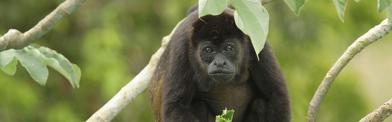 Black Howler Monkey, Costa Rica, Costa Rica Birding Tour, Costa Rica Nature Tour, Winter Costa Rica Tour, Monteverde, Naturalist Journeys