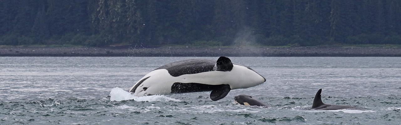 Orca, Alaska, Alaska Nature Tour, Alaska Birding Tour, Alaska Wildlife Tour, Naturalist Journeys
