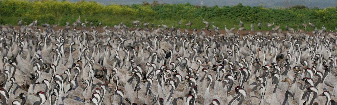 Common Crane, Israel, Israel Birding Tour, Israel Migration Tour, Israel Nature Tour, Naturalist Journeys