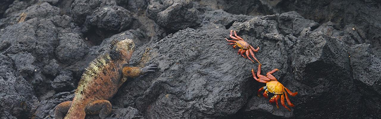Marine Iguana, Sally Lightfoot Crabs, Galapagos, Galapagos Nature Cruise, Galapagos Cruise, Naturalist Journeys 