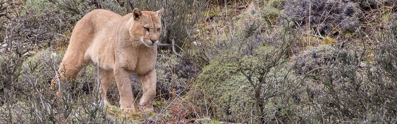 Puma, Patagonia, Patagonia Nature Tour, Naturalist Journeys, Argentina, Chile