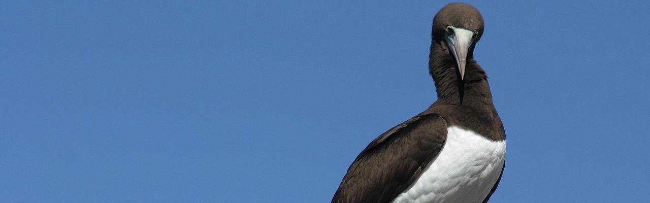 Brown Booby, Mexico, Sea of Cortez, Naturalist Journeys 