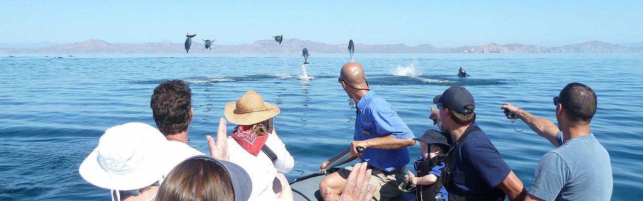 Dolphins, Baja, Sea of Cortez Cruise, Baja Cruise, Sea of Cortez Birding Cruise, Baja Birding Cruise, Sea of Cortez Nature Cruise, Baja Nature Cruise, Naturalist Journeys