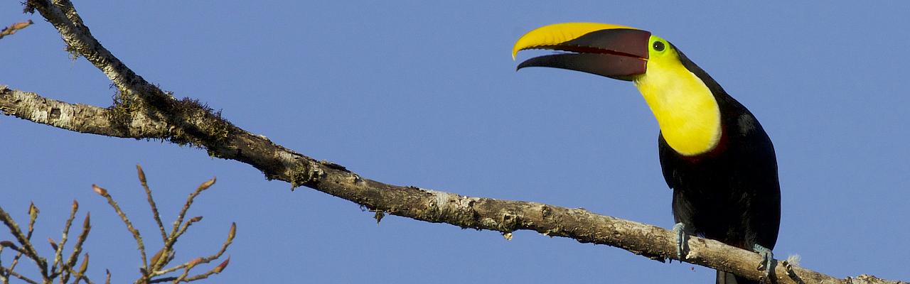 Yellow-throated Toucan, Panama, Panama Birding Tour, Panama Nature Tour, Winter Panama Tour, Naturalist Journeys