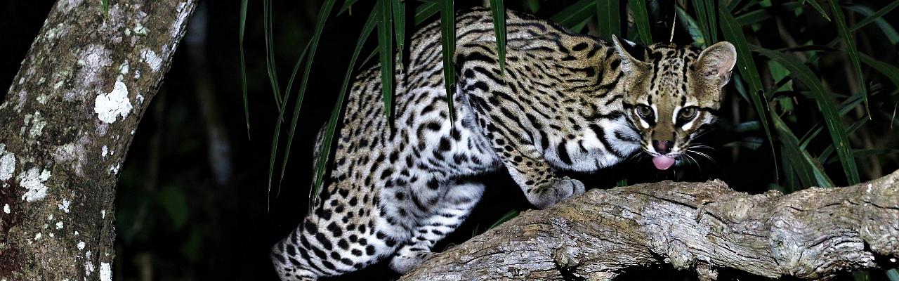Ocelot, Panama, Panama Birding Tour, Panama Nature Tour, Panama Wildlife Tour, Naturalist Journeys
