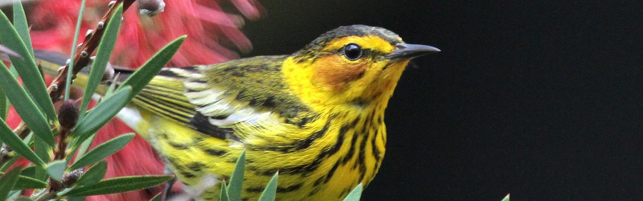 Cape May Warbler, Alabama, Dauphin Island, Spring Migration Tour, Alabama Birding Tour, Dauphin Island Birding Tour, Migration Tour, Naturalist Journeys