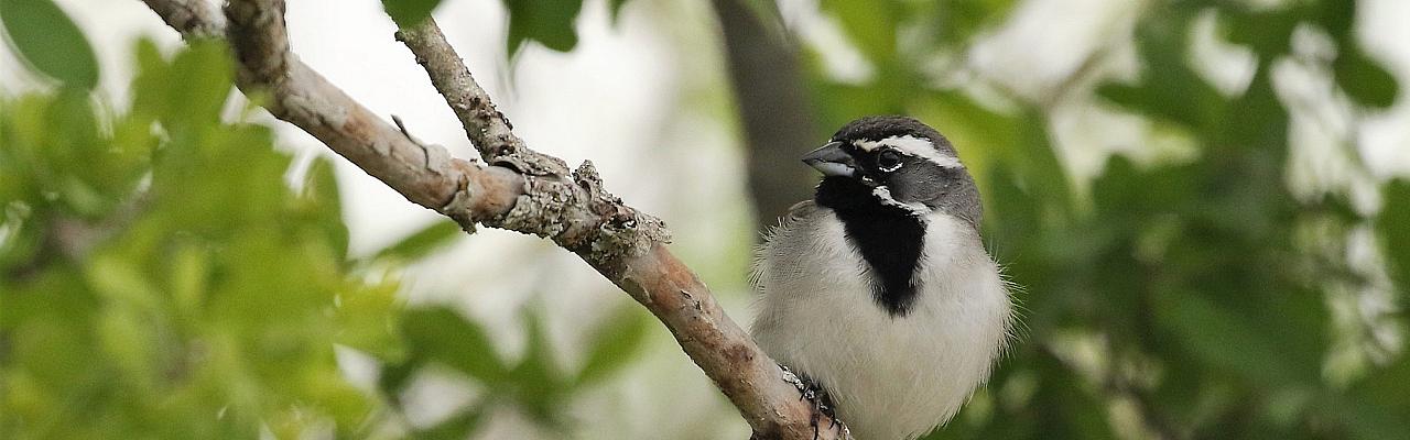 Black-throated Sparrow, Texas Hill Country, Texas Nature Tour, Texas Birding Tour, Texas hill Country Nature Tour, Texas hill Country Birding Tour, Naturalist Journeys