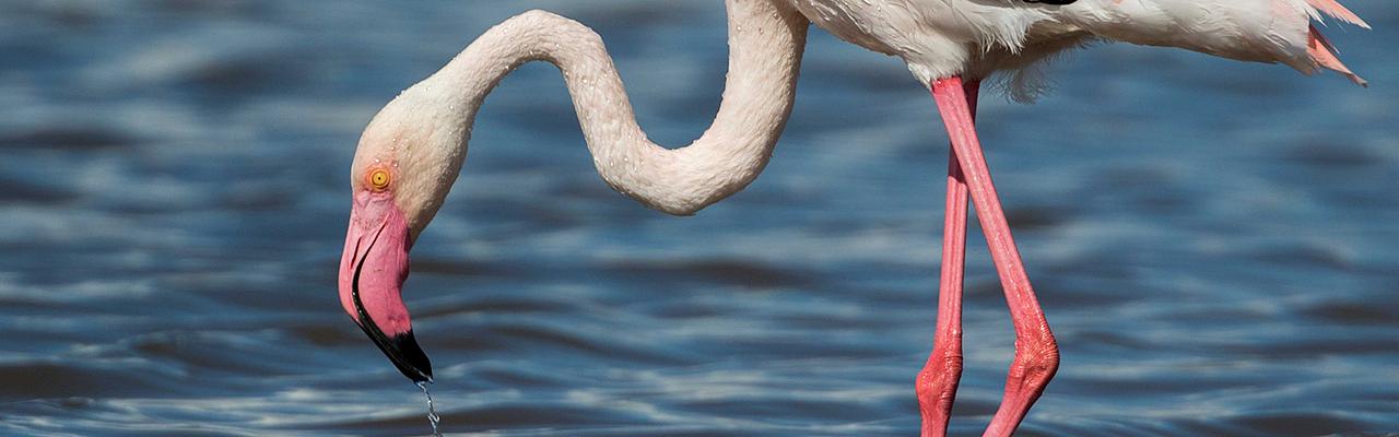 Greater Flamingo, Spain Birding Tour, Spain Nature Tour, Spain, Naturalist Journeys