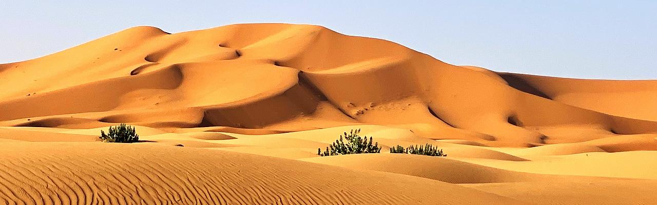 Morocco birding and nature tour, Morocco Atlas Mountains, Sahara Dunes, Naturalist Journeys Guided Nature Tour 