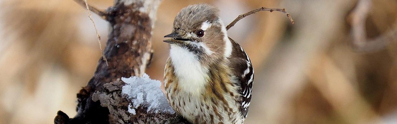  Japanese Pygmy Woodpecker by Greg Peterson, Japan tour, Japanese nature tour, snow monkeys, Japan birding, Japan Birding & nature, Naturalist Journeys 