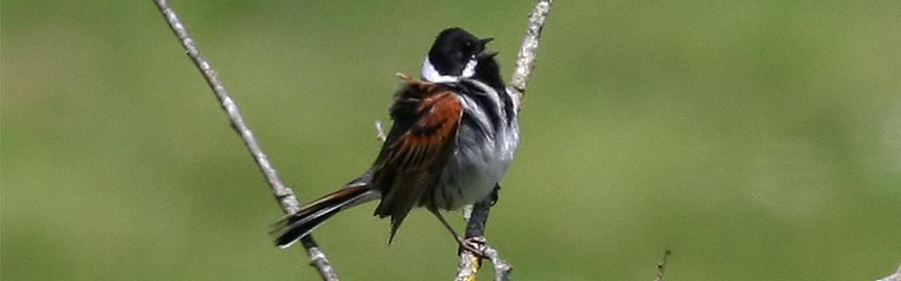 Reed Bunting by Ken Billington, Japanese Birding and Nature Tour, Naturalist Journeys, Birding, macaques, cranes birdwatching guided nature tour