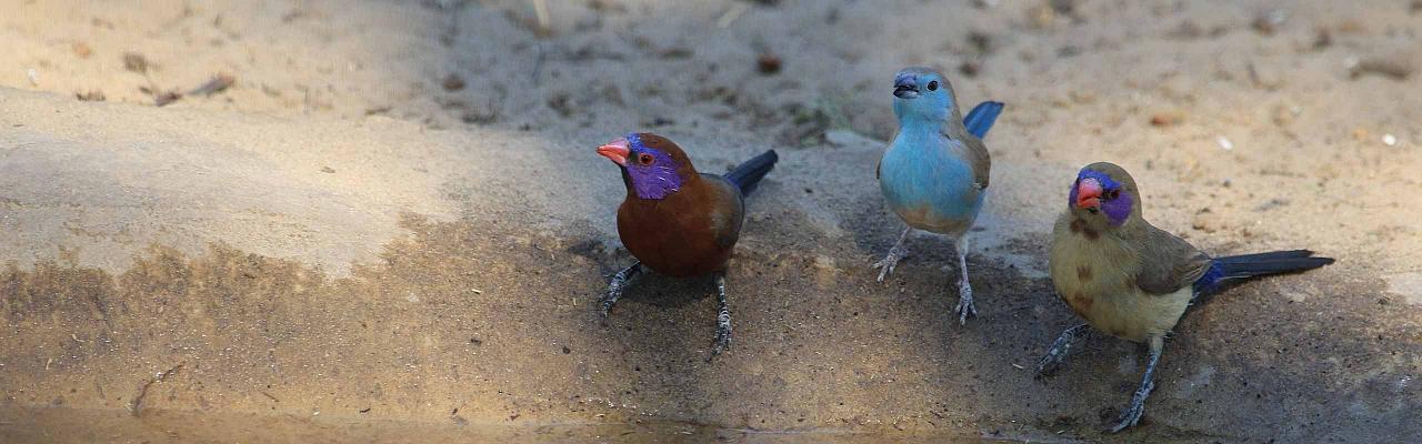 Blue and Violet-eared Waxbills, Watering hole, Botswana wildlife safari, Naturalist Journeys