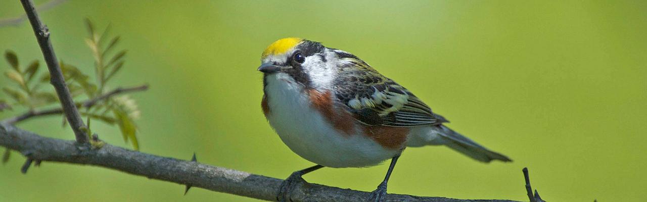 Chestnut-sided Warbler, Ohio, Magee Marsh, Maumee Bay, Spring Migration Tour, Bird Migration Tour, Naturalist Journeys