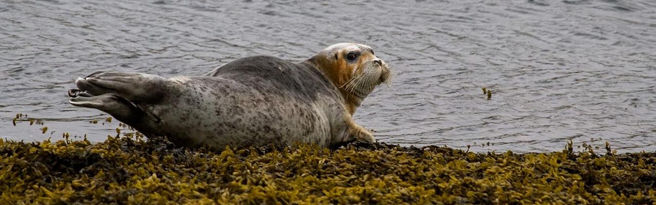 Gray Seal, Finland Birding Tour, Finland Nature Tours, Naturalist Journeys, Europe Birding, Norway, Norway Birding Tour