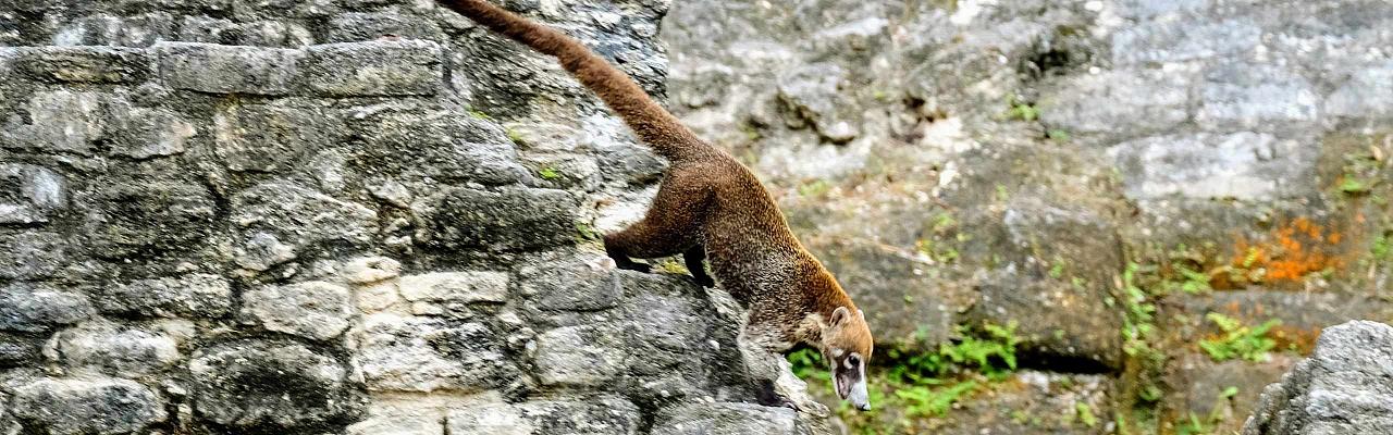 Coati, Naturalist Journeys, Belize, Guided Nature Tour, Nature Photography, Lamanai