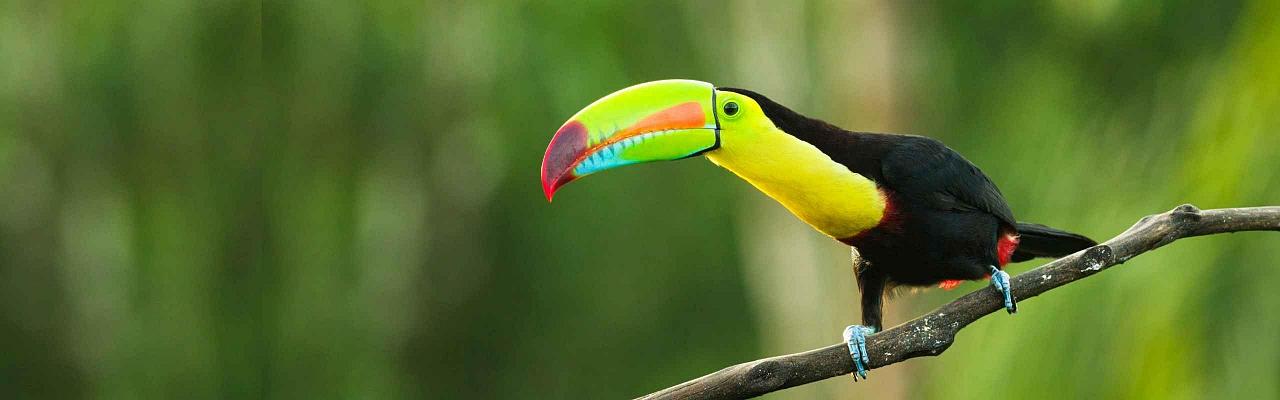 Keel-billed Toucan, Belize, Central America, Bird Watching, Naturalist Journeys