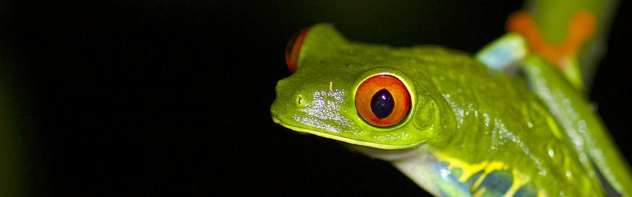 Red-eyed Tree Frog, Las Guacamayas Biological Station, Guatemala, Guatemala Birding Tour, Guatemala Nature Tour, Naturalist Journeys
