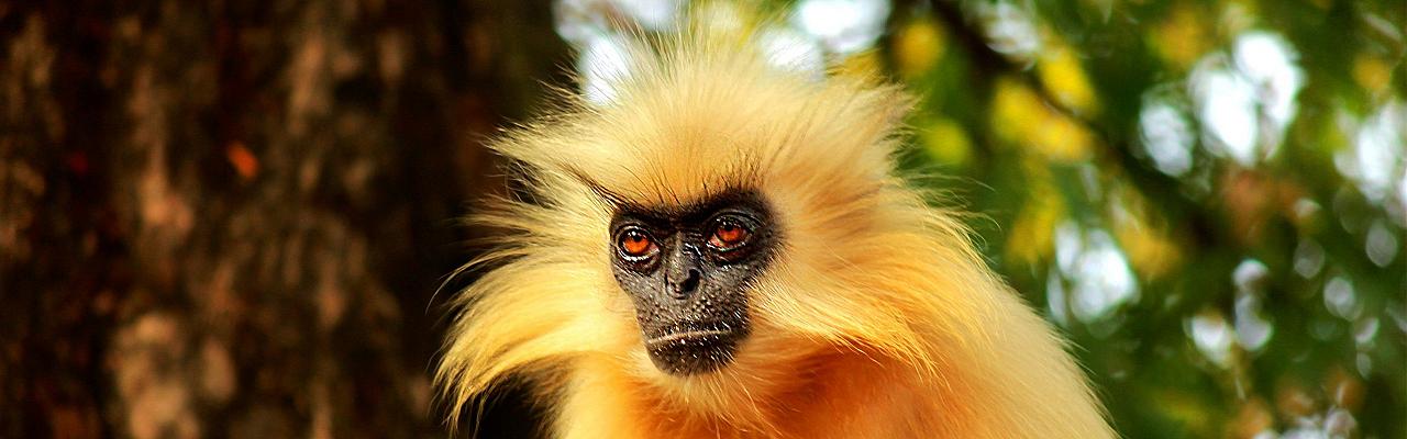 Golden Langur, Bhutan Birding and Nature Tour, Bhutan Wildlife Tour, Naturalist Journeys Bhutan Birding and Wildlife Tour