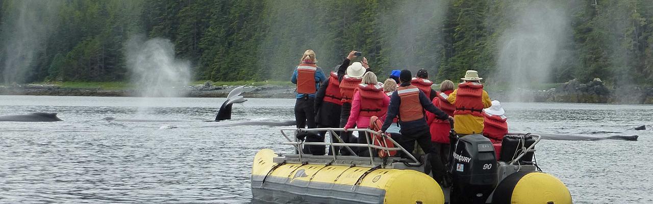 Whale Watching in Alaska, Alaska, Alaska Cruise, Alaska Nature Cruise, Naturalist Journeys 