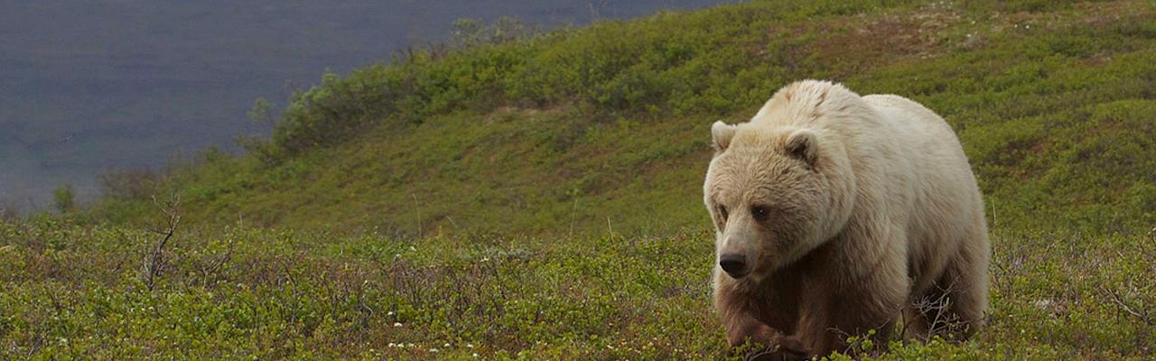 Grizzly Bear, Denali National Park, Alaska, Alaska Nature Tour, Alaska Birding Tour, Alaska Wildlife Tour, Naturalist Journeys