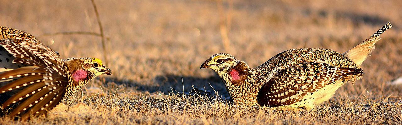 Black Hills Birding, Wildlife and Landscapes tour of South Dakota by Naturalist Journeys guided birding and nature tour of Black Hills