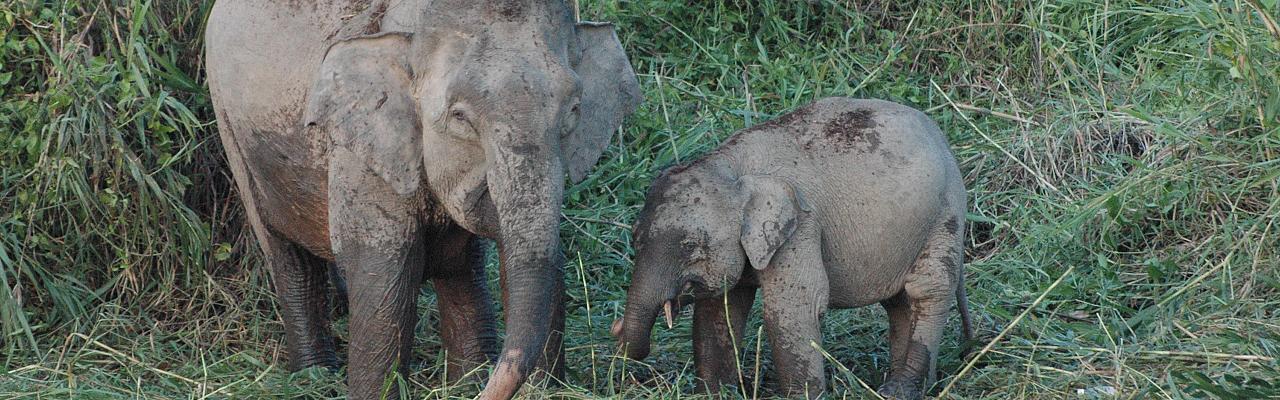 Borneo Birding, Wildlife and Nature tour with Naturalist Journeys, Pygmy Elephant, Orangutan, Gliding Tree Frogs and Endemic Birds