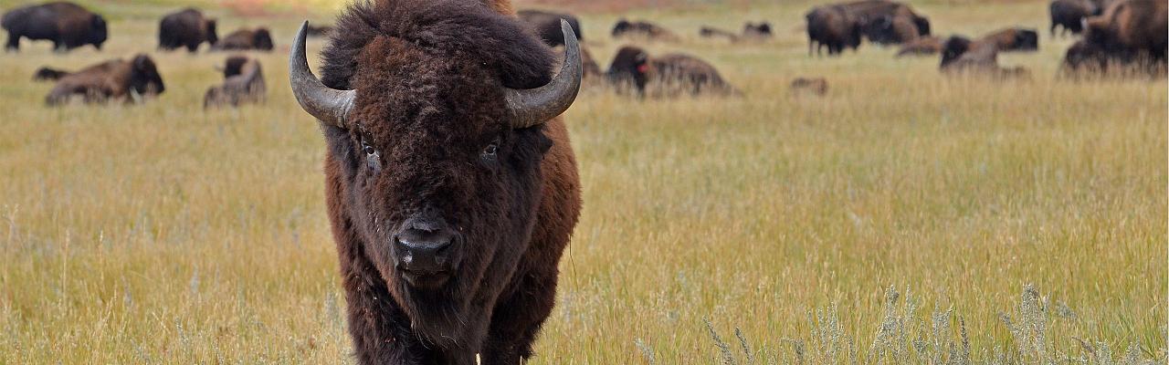 Black Hills Birding, Wildlife and Landscapes tour of South Dakota by Naturalist Journeys guided birding and nature tour of Black Hills