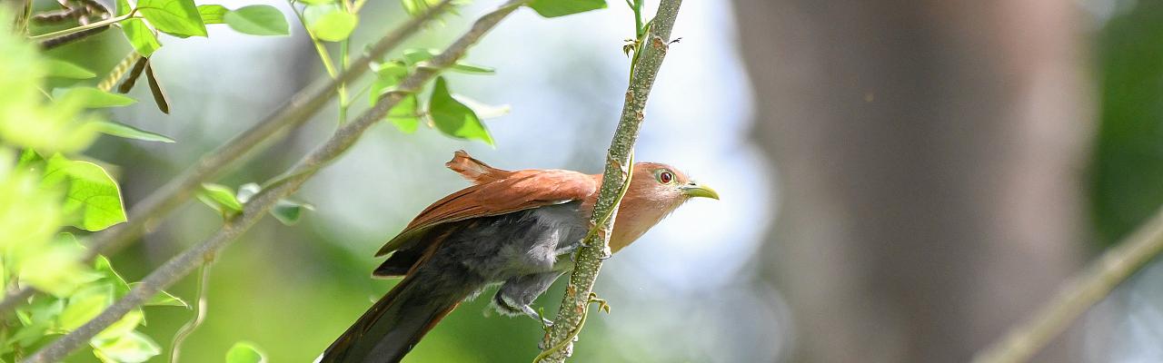 Squirrel Cuckoo, Costa Rica, Monteverde, Costa Rica Birding Tour, Costa Rica Nature Tour, Costa Rica Winter Tour, Naturalist Journeys