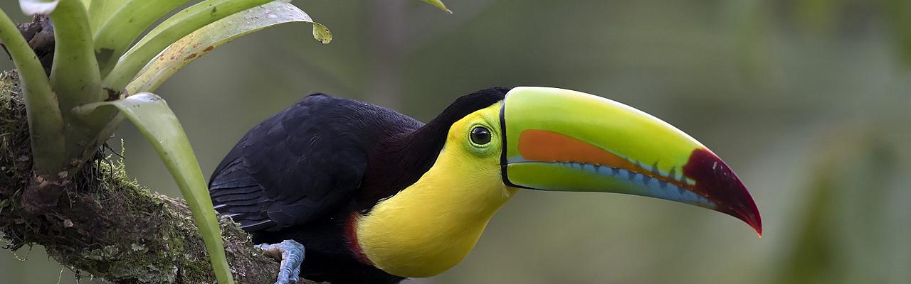 Keel-billed Toucan, Costa Rica, Costa Rica Birding Tour, Costa Rica Nature Tour, Winter Costa Rica Tour, Monteverde, Naturalist Journeys
