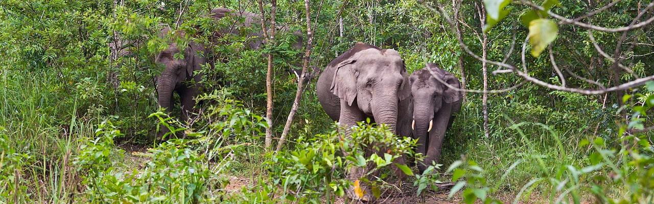 Thailand, Thailand wildlife tour, Asian Elephant, birdwatching, Naturalist Journeys