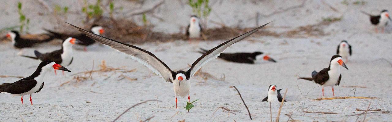 Black Skimmers, Cape May, Fall Migration Tour, Birding Migration Tour, Naturalist Journeys