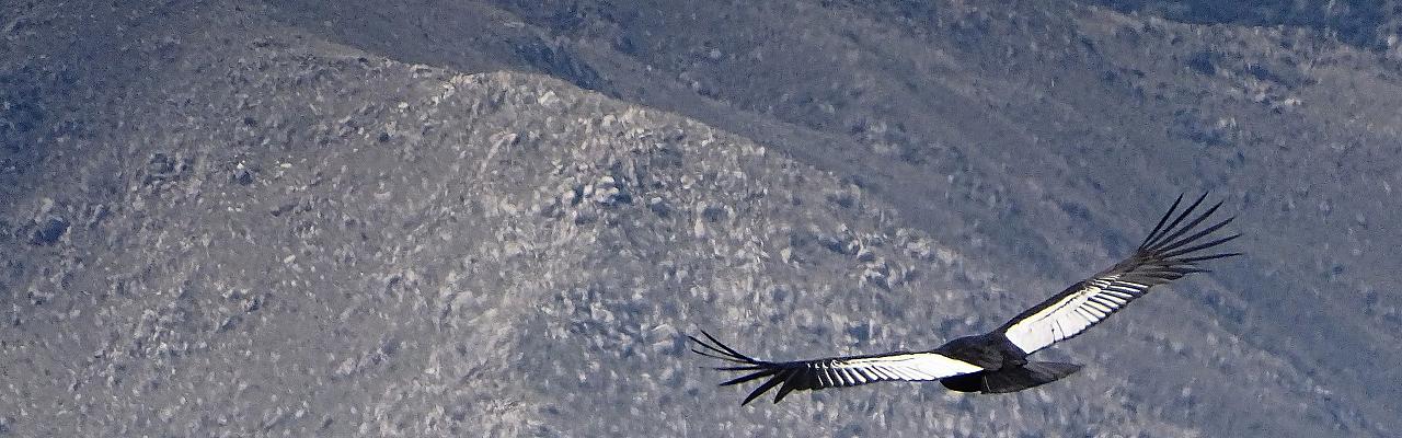 Andean Condor, Francisco Gonza?lez Ta?boas via Wikimedia Commons, Colombia Birding and Nature Tour, Colombia Eje Cafetero Birding Coffee Tour, Andean Condor tour