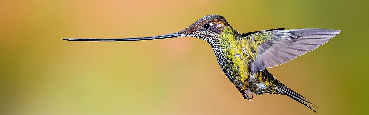 Sword-billed Hummingbird, Andy Morffew via Creative Commons, Colombia Birding and Nature Tour, Colombia Eje Cafetero Birding Coffee Tour, Andean Condor tour