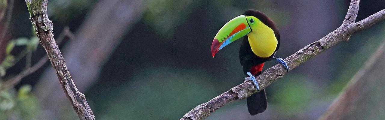 Colombia, Colombia Nature Tour, South America, Amazon River, Naturalist Journeys, Wildlife Tour, Birdwatching, Toucan