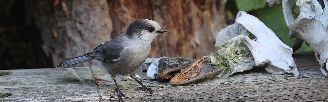 Isle Royale, Isle Royale, Northwoods Nature Tour, Michigan Nature Tour, Naturalist Journeys