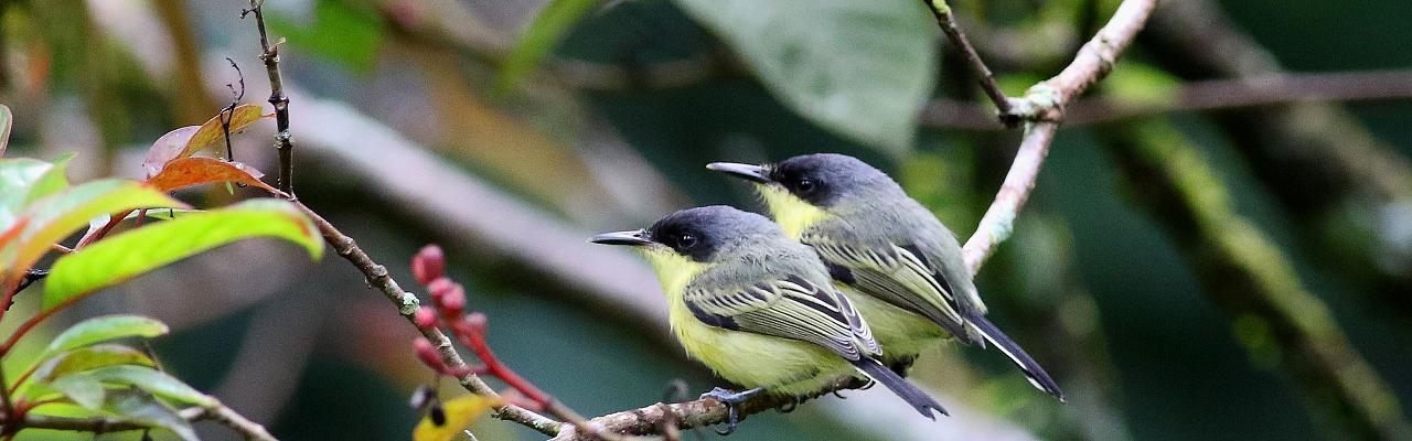 Common Tody-Flycatcher, Panama, Darien, Panama Birding Tour, Panama Nature Tour, Naturalist Journeys
