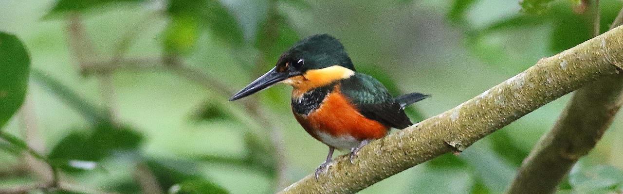 Pygmy Kingfisher, Panama, Darien, Panama Birding Tour, Panama Nature Tour, Naturalist Journeys