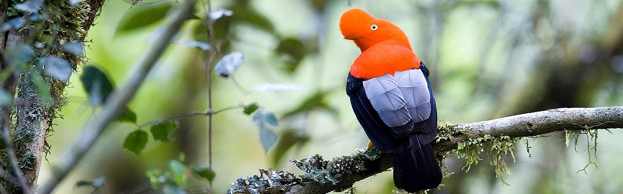 Colombia Birding and Nature Tour, Colombia Eje Cafetero Birding Coffee Tour, Andean Condor tour