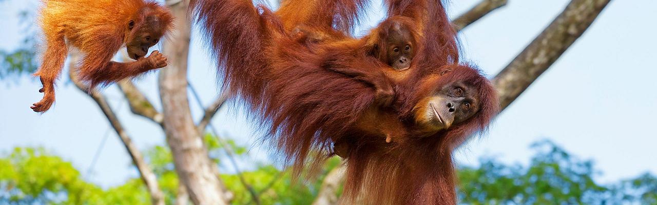Borneo Birding, Wildlife and Nature tour with Naturalist Journeys, Southeast Asia, Birdwatching, Pygmy Elephant, Orangutan, Gliding Tree Frogs and Endemic Birds