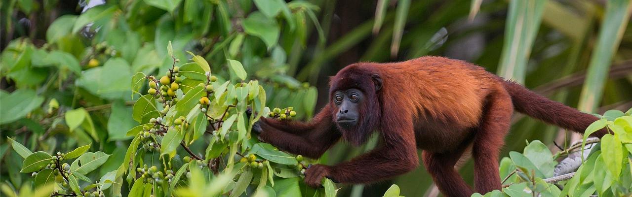 Colombia, Colombia Nature Tour, South America, Coffee Region, Naturalist Journeys, Wildlife Tour, Birdwatching