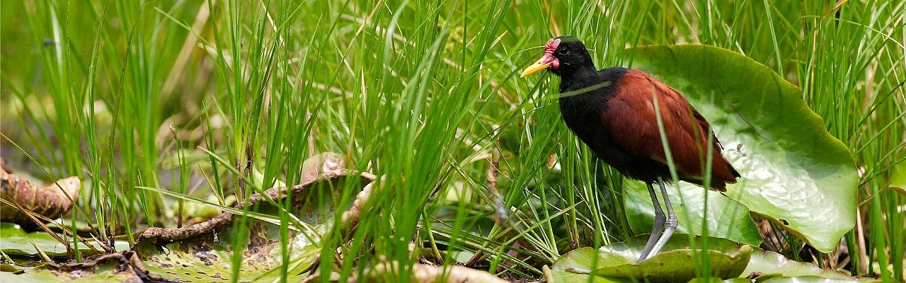 Colombia, Colombia Nature Tour, South America, Coffee Region, Naturalist Journeys, Wildlife Tour, Birdwatching