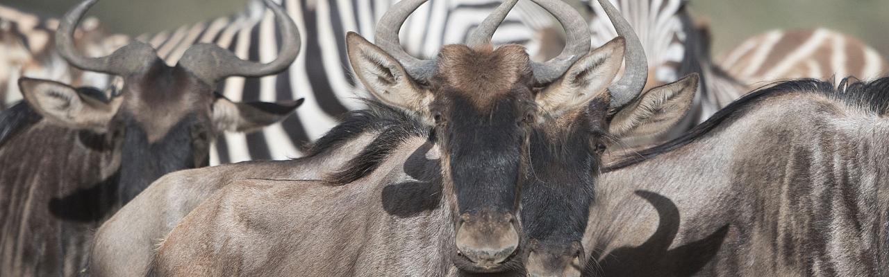 Wildebeest, Zebra, Tanzania, Tanzania Birding Tour, Tanzania Wildlife Tour, Tanzania Wildlife Safari, Tanzania Safari, Naturalist Journeys 